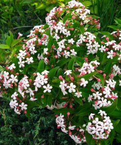 Abelia mosanensis