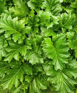 Acanthus mollis – Box da 4 piante