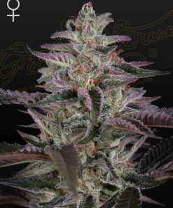 Banana Krumble Green House Seeds 