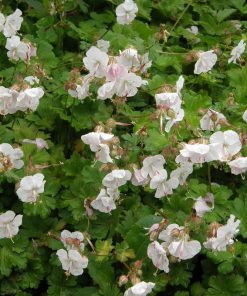 Geranium cantabrigiense Saint Ola