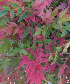 Nandina domestica “gulf stream”