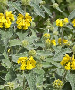 Salvione (Phlomis fruticosa)