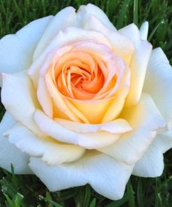 Rosa Anastasia var. Adamariat