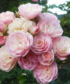 Rosa Bouquet Parfait var. Lenbofa