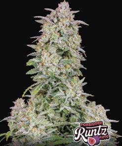 Forbidden Runtz Auto Fast Buds