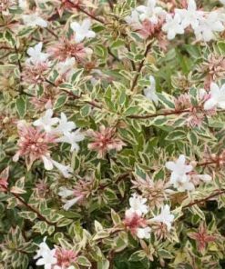 Abelia grandiflora Confetti