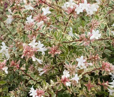 Abelia grandiflora Confetti - immagine 2