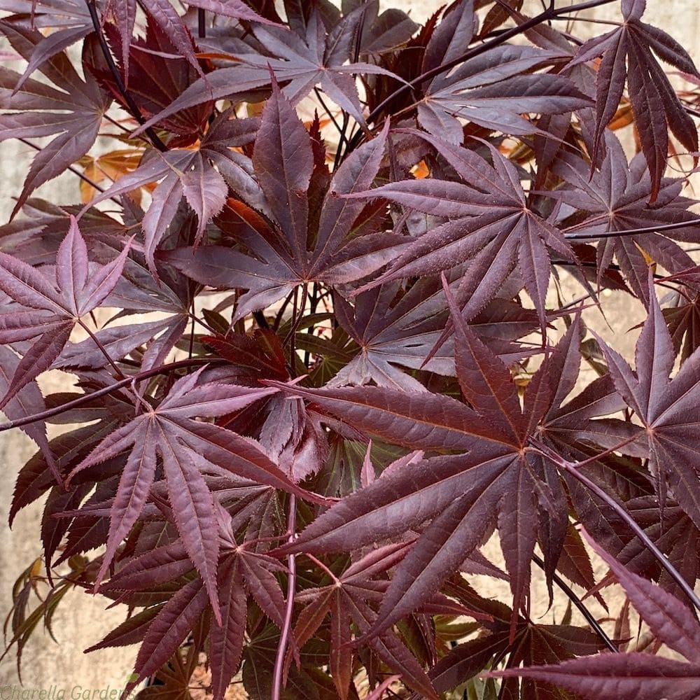 Acer palmatum ‘bloodgood’