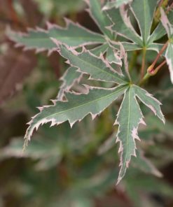 Acer palmatum ‘Butterfly’