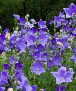Campanula Grandiflora (Platycodon)