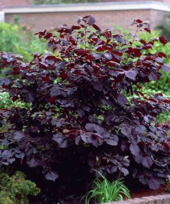Corylus Maxima Purpurea (Nocciolo Rosso)