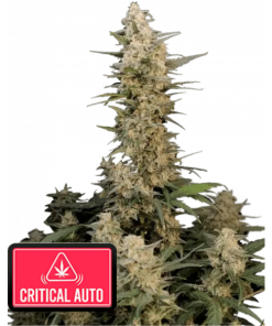 Critical Auto Fast Buds