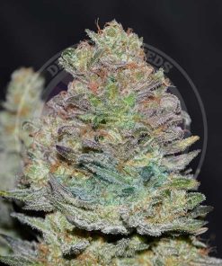 Delicious Cookies Auto Delicious Seeds