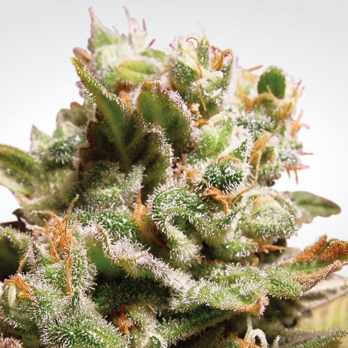 DUTCH DRAGON Paradise Seeds - immagine 2