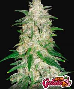 Gelato Auto Fast Buds