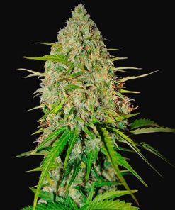 Grapefruit Auto Fast Buds