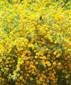 Kerria Japponica (Keria del Giappone)