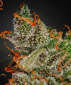 King’s Kush Green House Seeds
