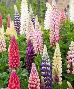 Lupino fogliuto – Lupinus polyphyllus