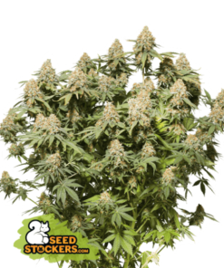 Moby Dick Fem Seedstockers