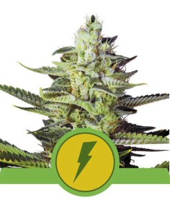 North Thurderfuck Automatic Royal Queen Seeds