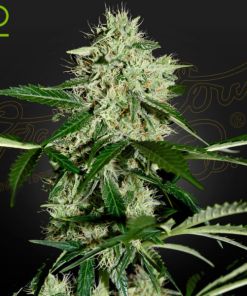 Jack Herer Auto Greenhouse Seeds