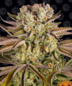 Pineapple Express Barney’s Farm