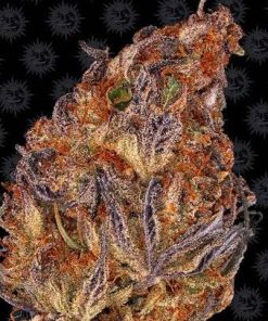 Runtz Auto Barney’s Farm
