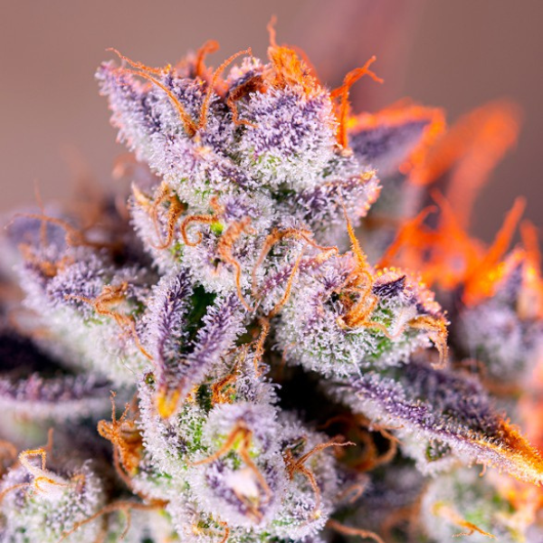 Tropicanna Poison XL Auto Sweet Seeds