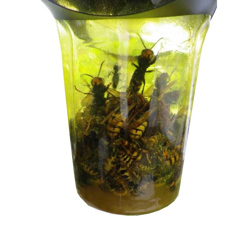 VESPA CATCH – Trappola per Vespa Velutina - immagine 3