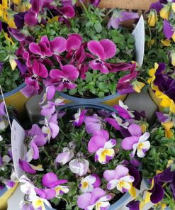 Viola del pensiero (Pack da 15 piantine)