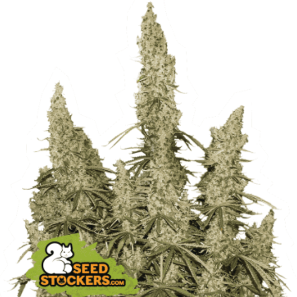 White Widow Auto Seedstockers - immagine 2