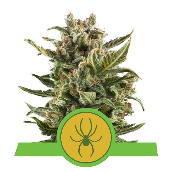White Widow Auto Royal Queen Seeds - immagine 2